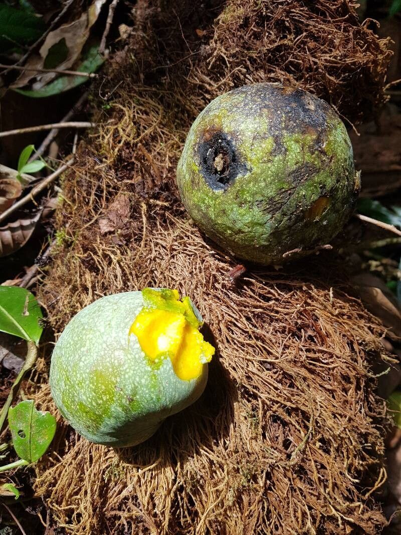 Annona amazonica fruit