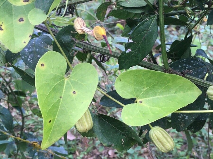 Aristolochia anguicida
