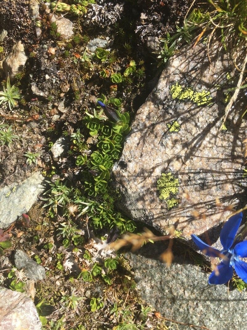 Gentiana orbicularis — houseplant care guide