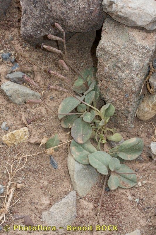 Silene ayachica habit