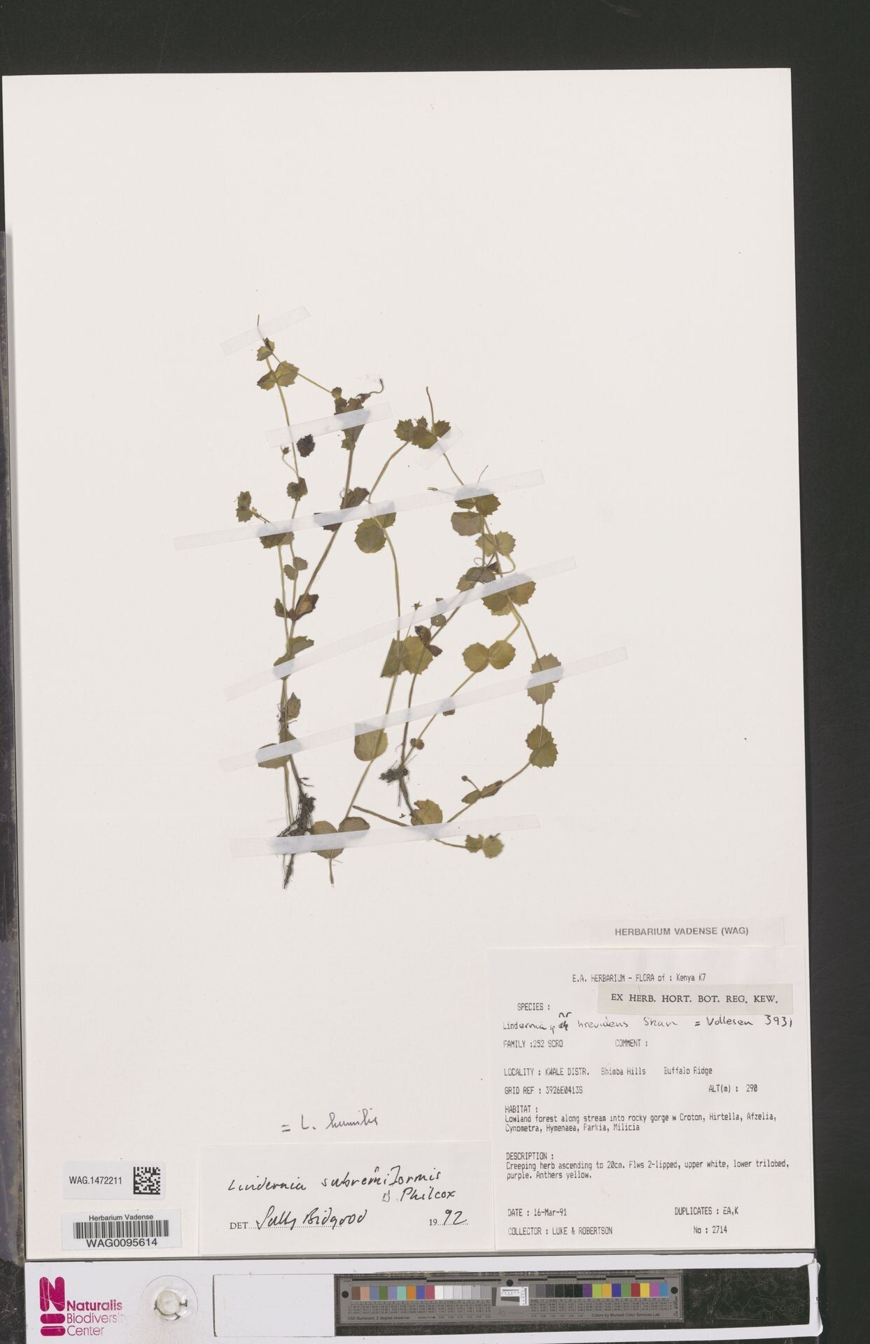 Vandellia humilis — related species from the same genus