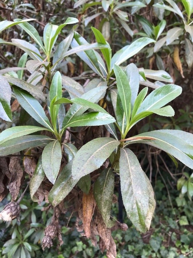 Cheirolophus arbutifolius leaf