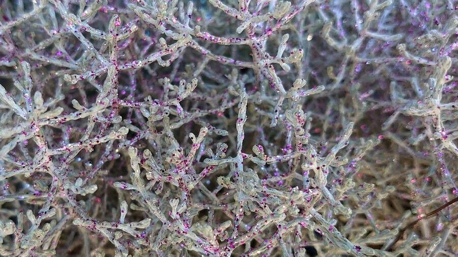 Salicornia fruticosa leaf