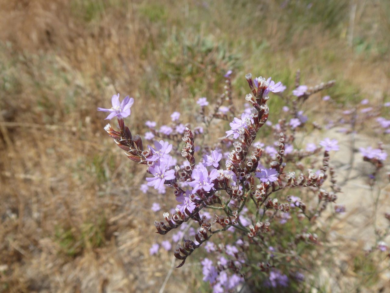 Limonium aucheri — search result for 'Limonium'