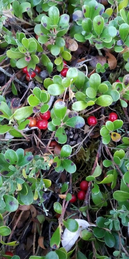 Arctostaphylos uva-ursi fruit