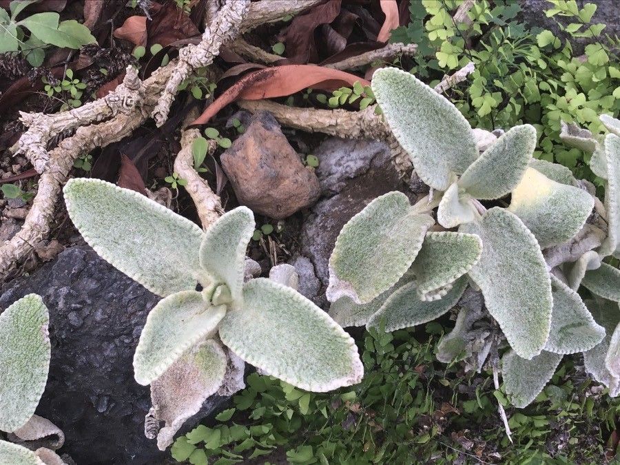 Sideritis gomerae — search result for 'Sideritis'