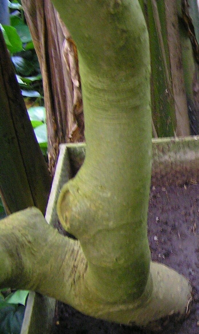 Kopsia fruticosa bark