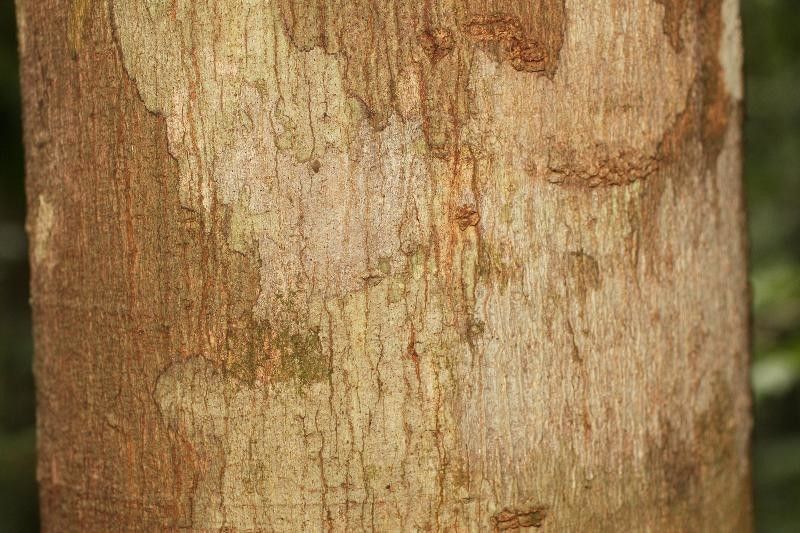 Thyrsodium guianense bark