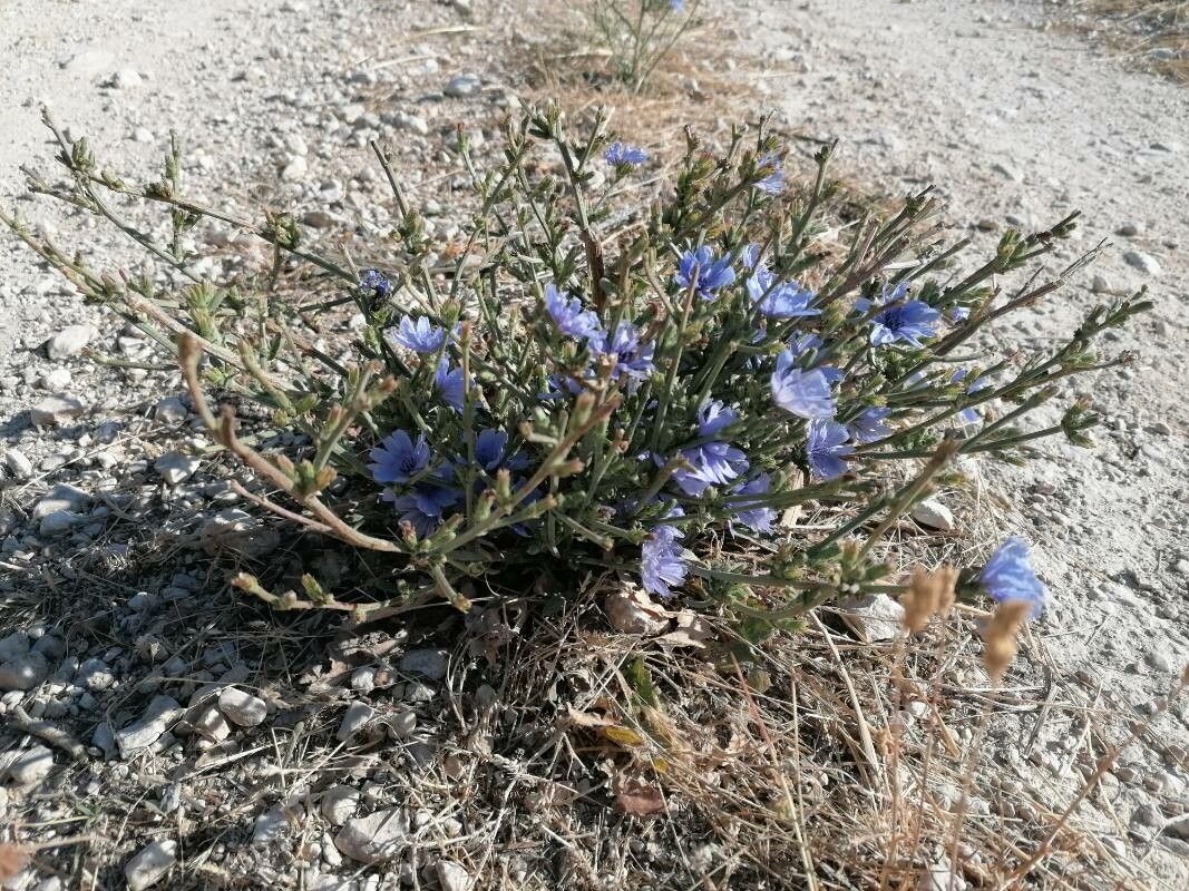 Cichorium spinosum habit