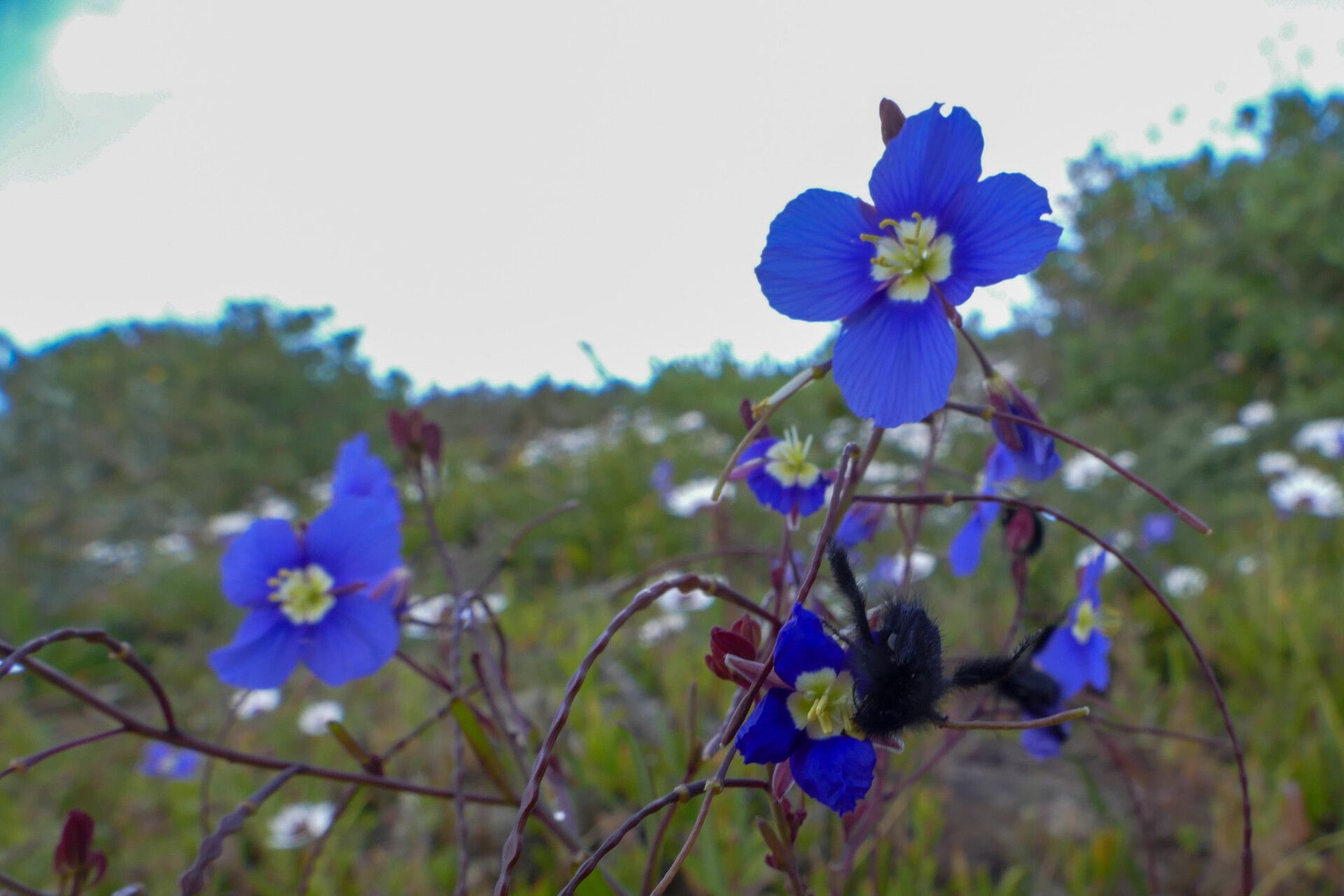 Heliophila coronopifolia — related species from the same genus