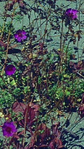 Cistanthe cachinalensis — related species from the same genus