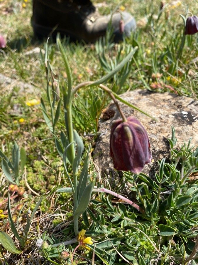 Fritillaria pyrenaica leaf