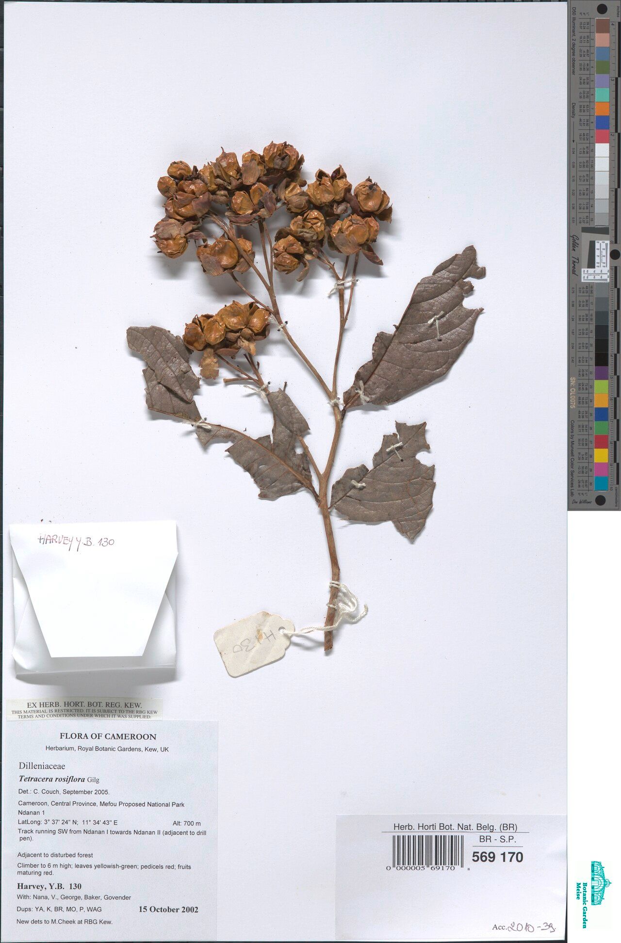 Tetracera rosiflora — houseplant care guide