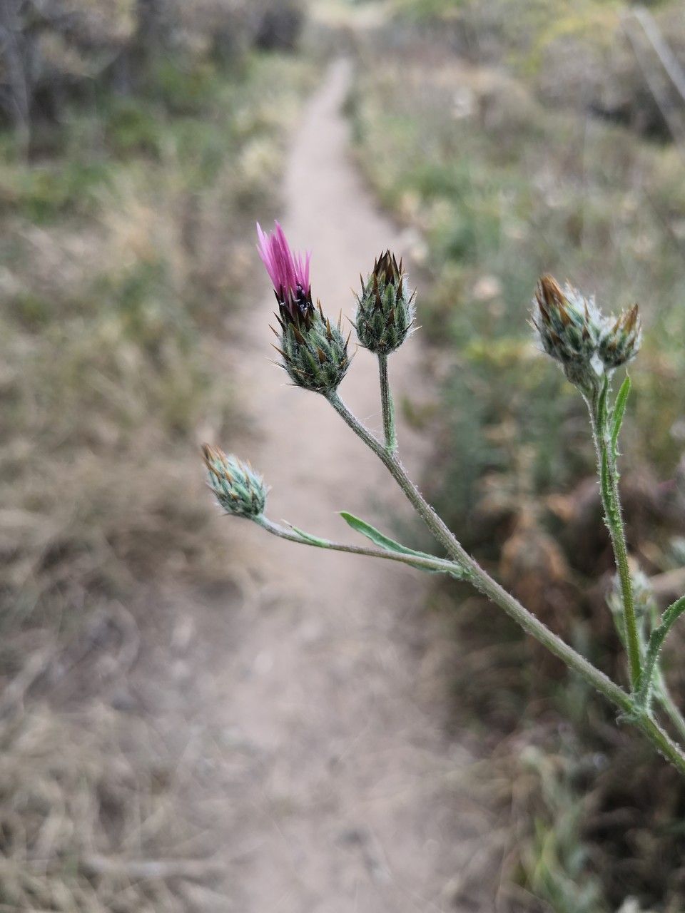 Volutaria tubuliflora flower