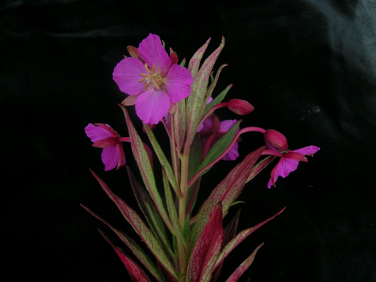 Epilobium conspersum other