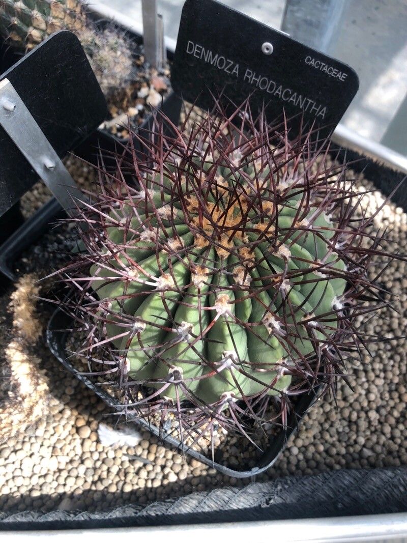 Denmoza rhodacantha — houseplant care guide