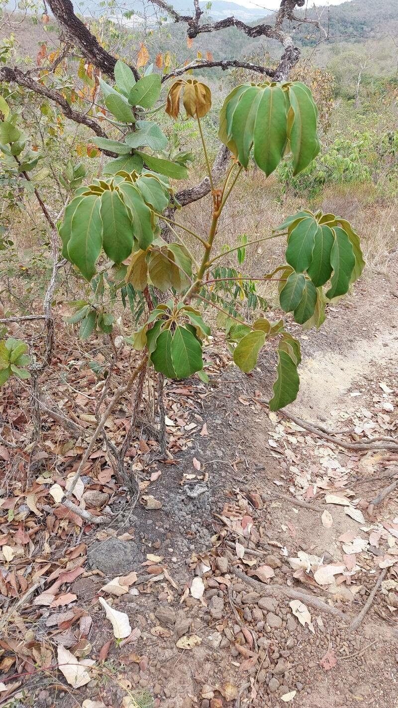 Didymopanax distractiflorus habit
