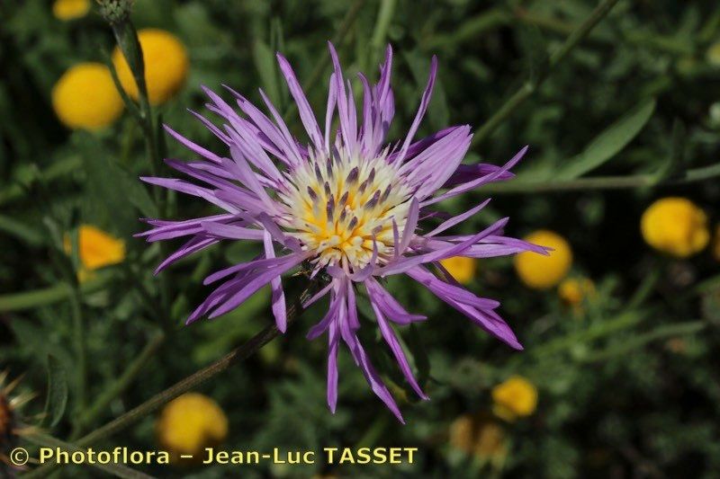 Volutaria muricata flower