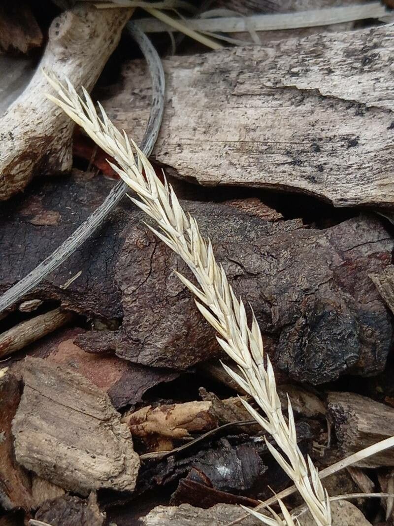 Festuca cinerea fruit