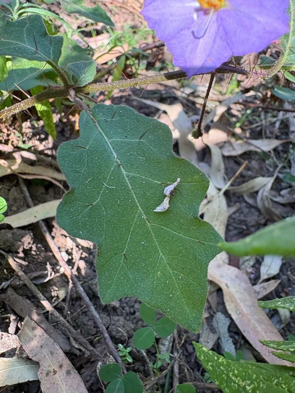 Solanum pungetium — houseplant care guide