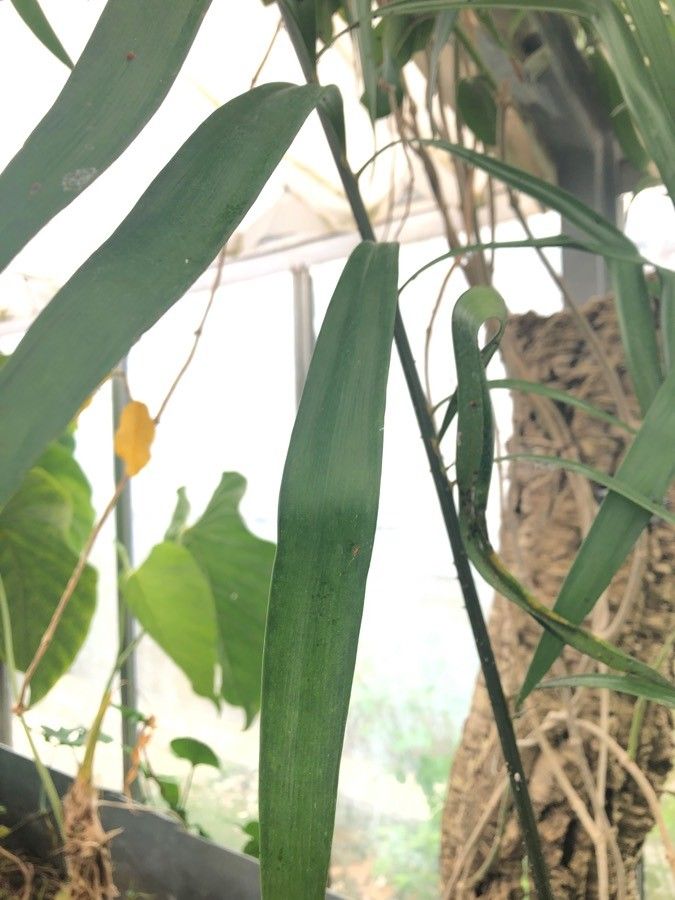 Zamia muricata — search result for 'Zamiaceae'