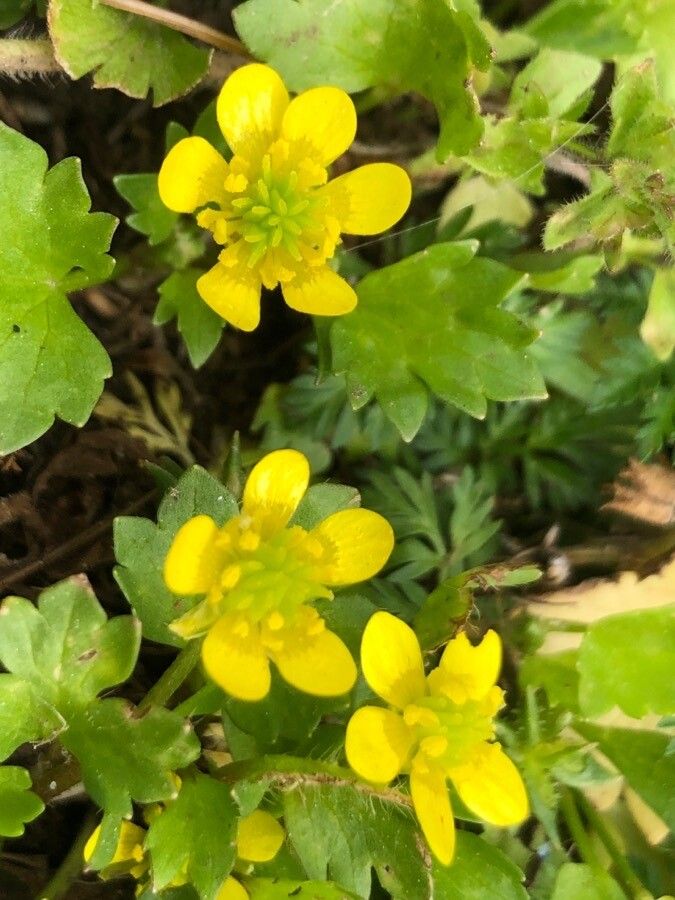 Ranunculus muricatus flower