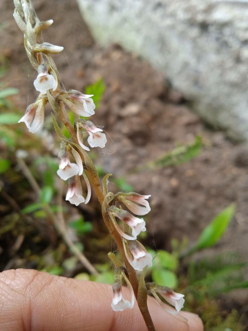Cyclopogon elatus — search result for 'Belize'
