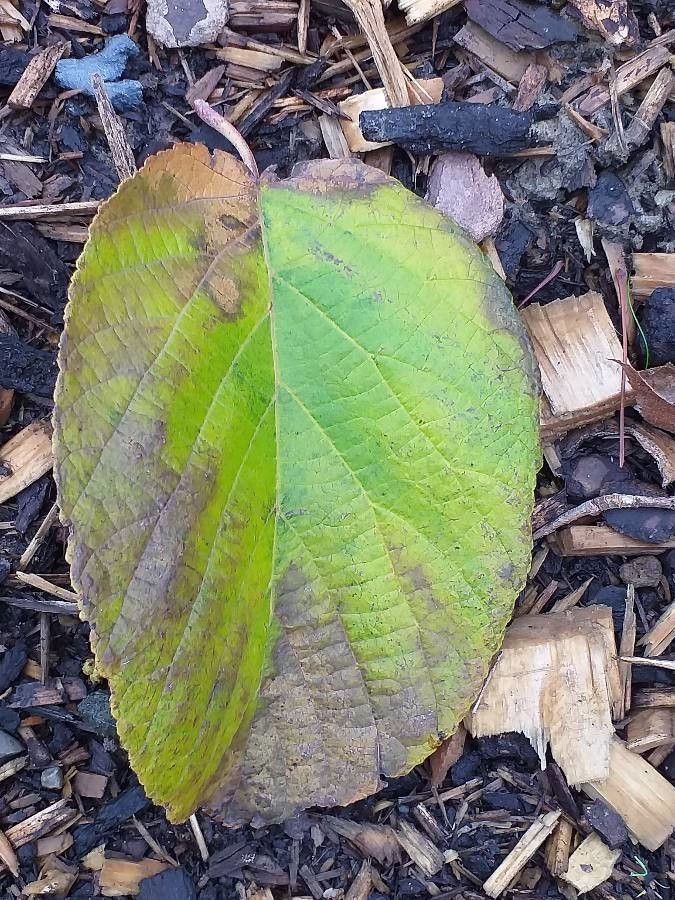 Corylus yunnanensis leaf