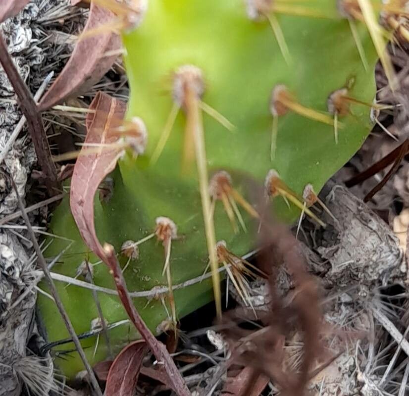 Maihueniopsis atacamensis — related species from the same genus