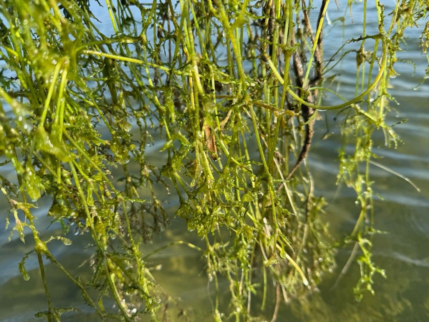 Najas major — search result for 'Najas'