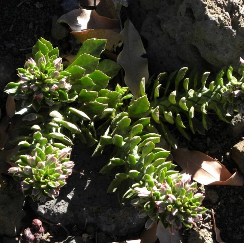 Euphorbia succulenta habit