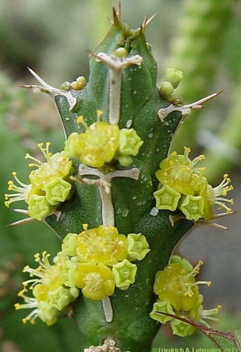 Euphorbia furcata flower