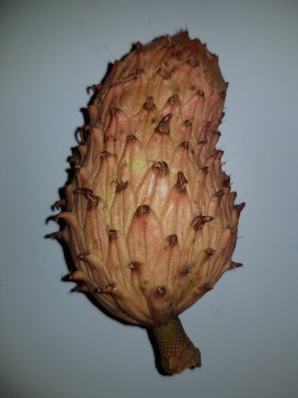 Magnolia macrophylla fruit