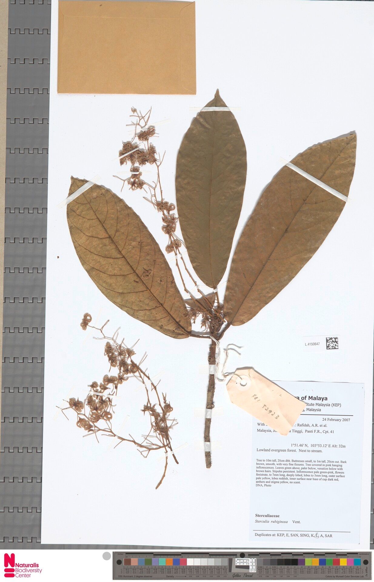 Sterculia rubiginosa — search result for 'Sterculia'