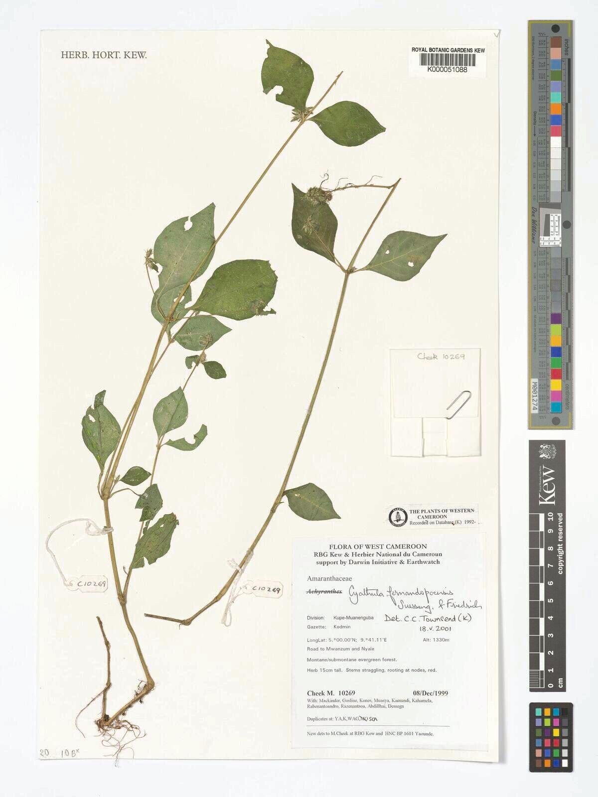 Cyathula fernando-poensis — houseplant care guide