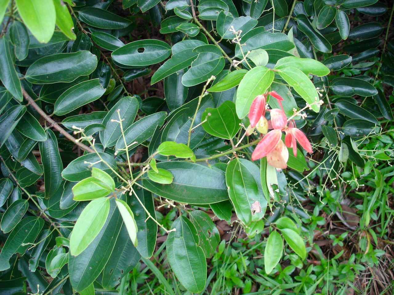 Cinnamomum zeylanicum leaf