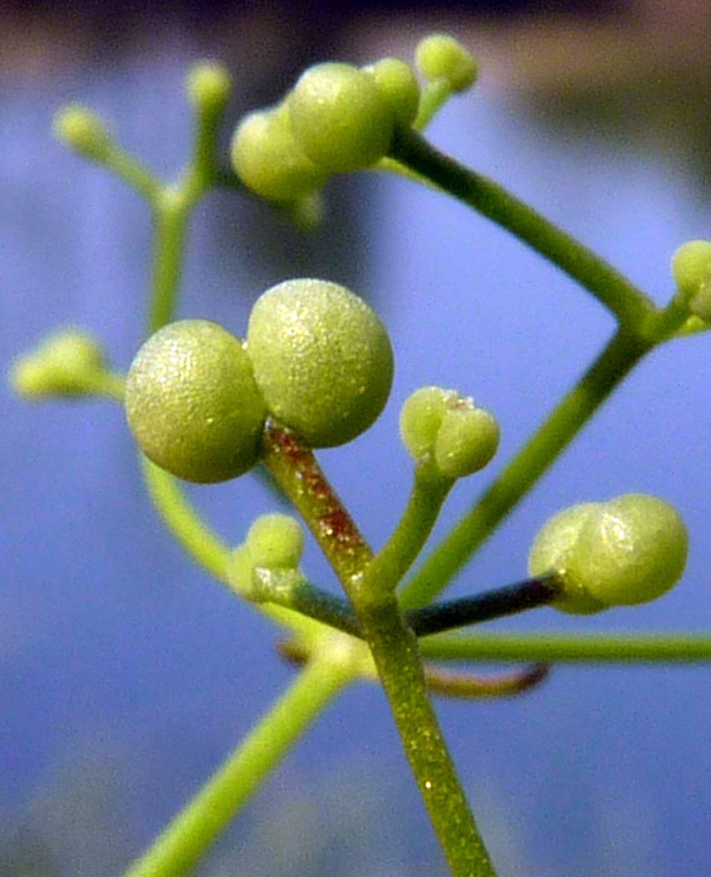 Galium debile fruit