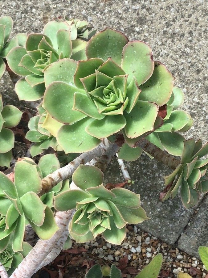 Aeonium leucoblepharum — search result for 'Kenya'
