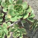 Aeonium leucoblepharum