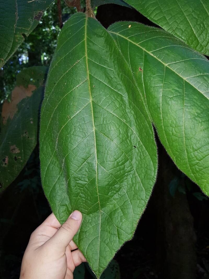 Dichapetalum hammelii leaf