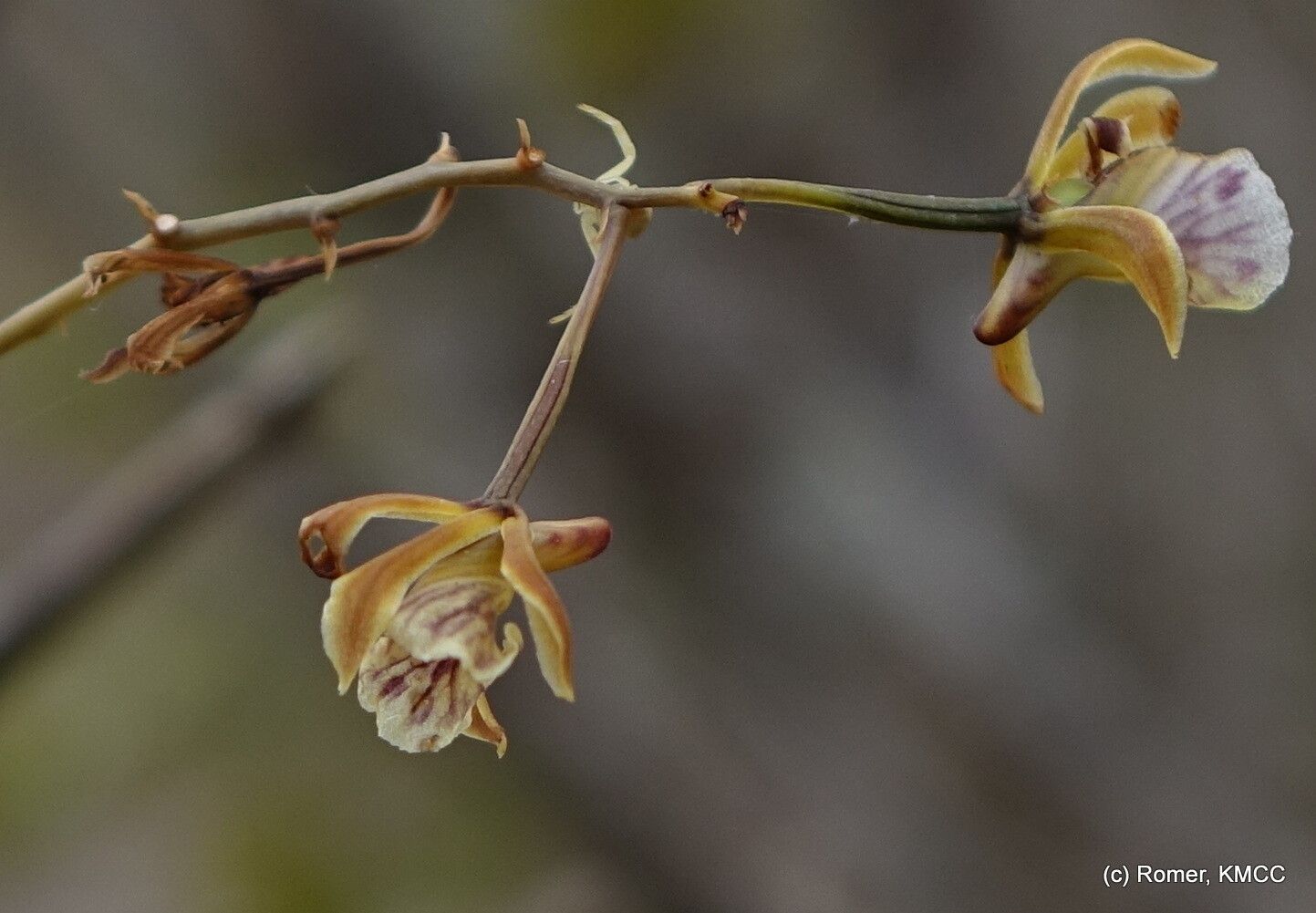 Eulophia beravensis — houseplant care guide