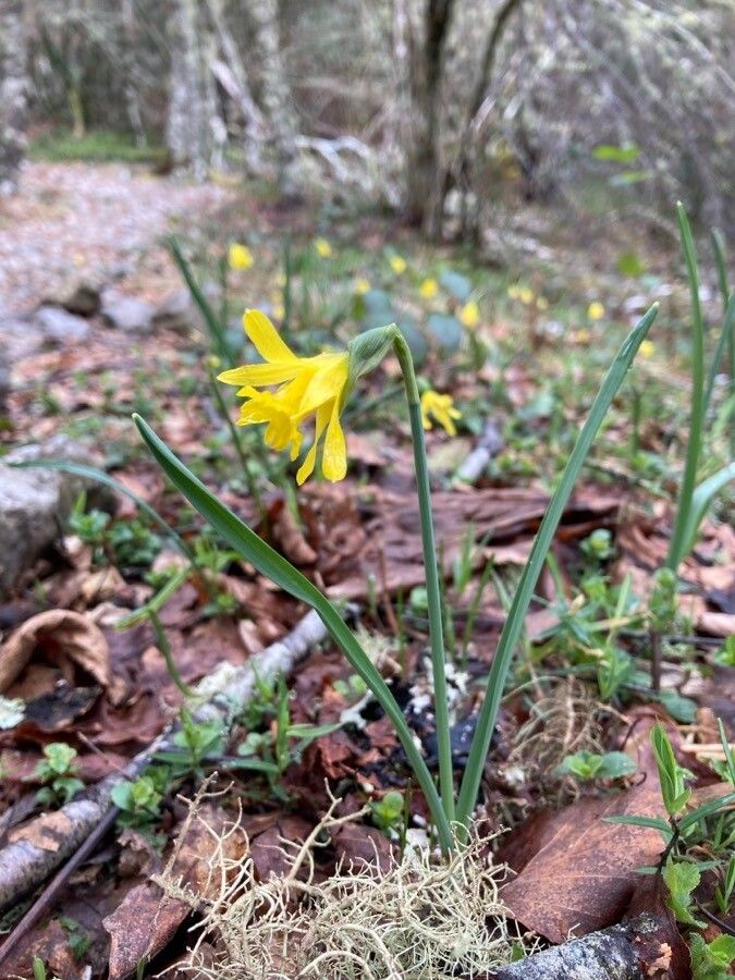 Narcissus minor — search result for 'Narcissus'