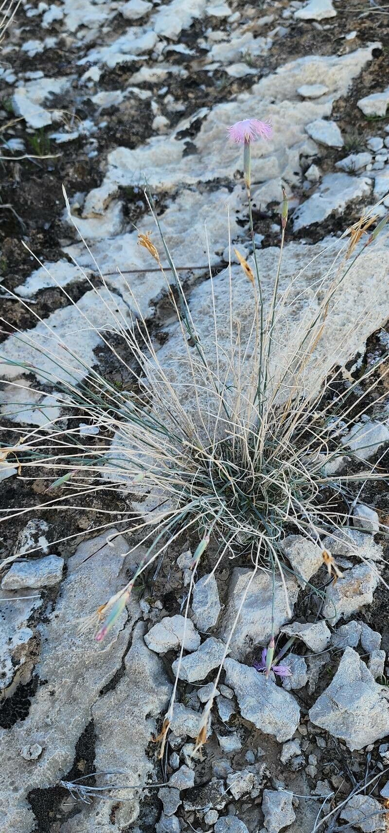 Dianthus austroiranicus leaf
