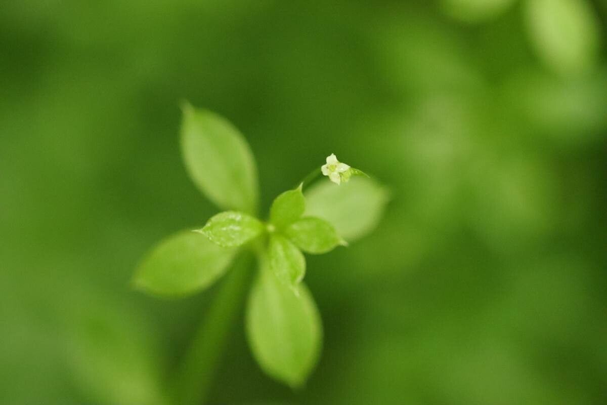 Galium kikumugura — houseplant care guide