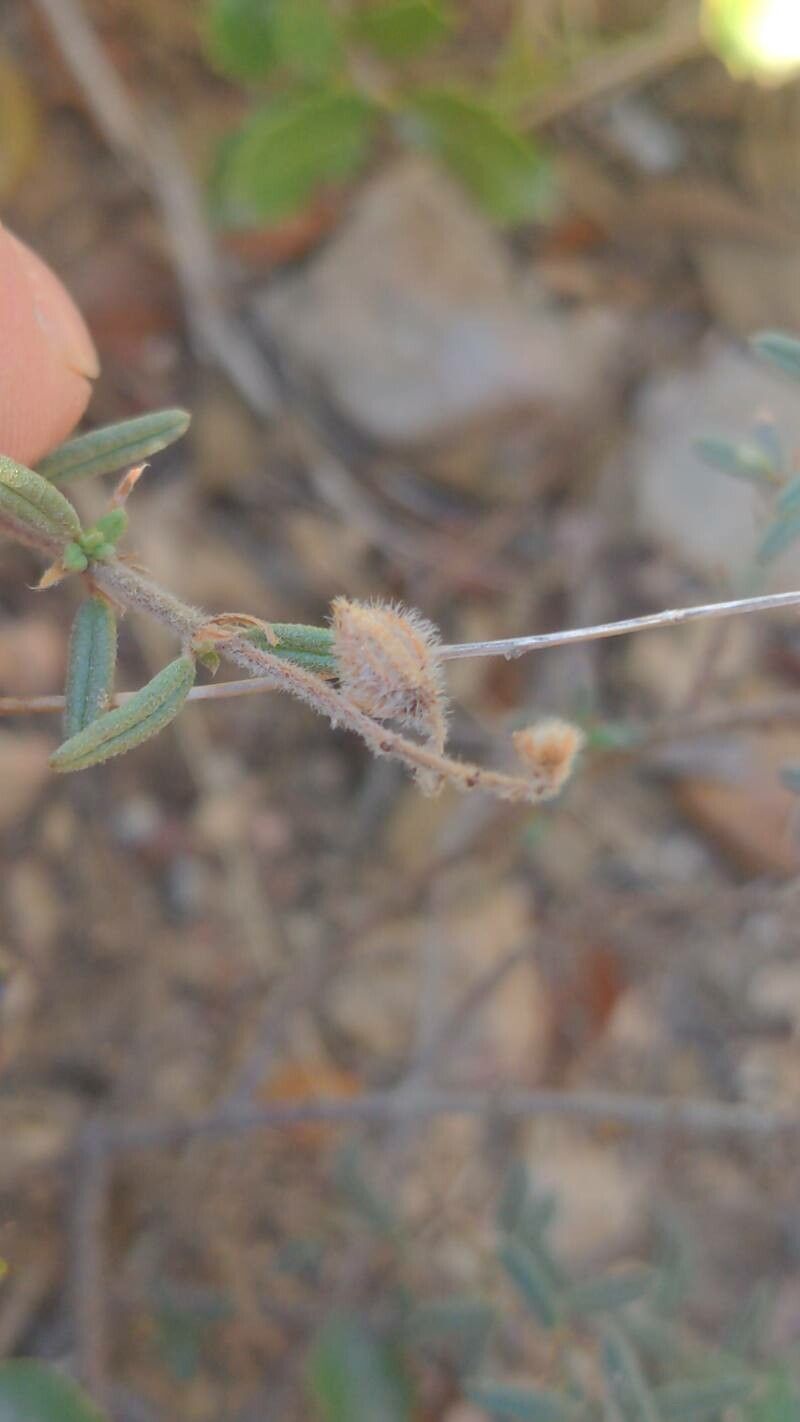 Helianthemum hirtum fruit