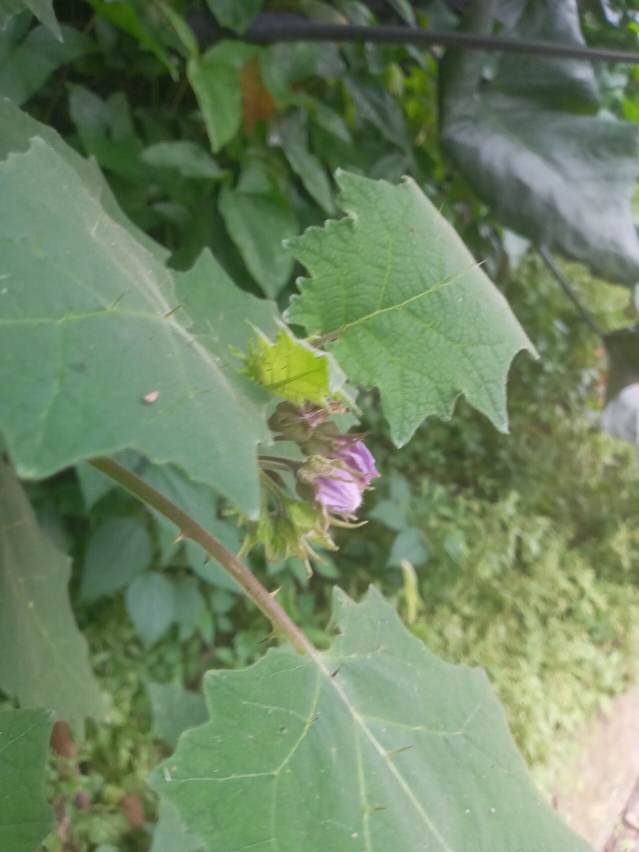 Solanum sublentum flower