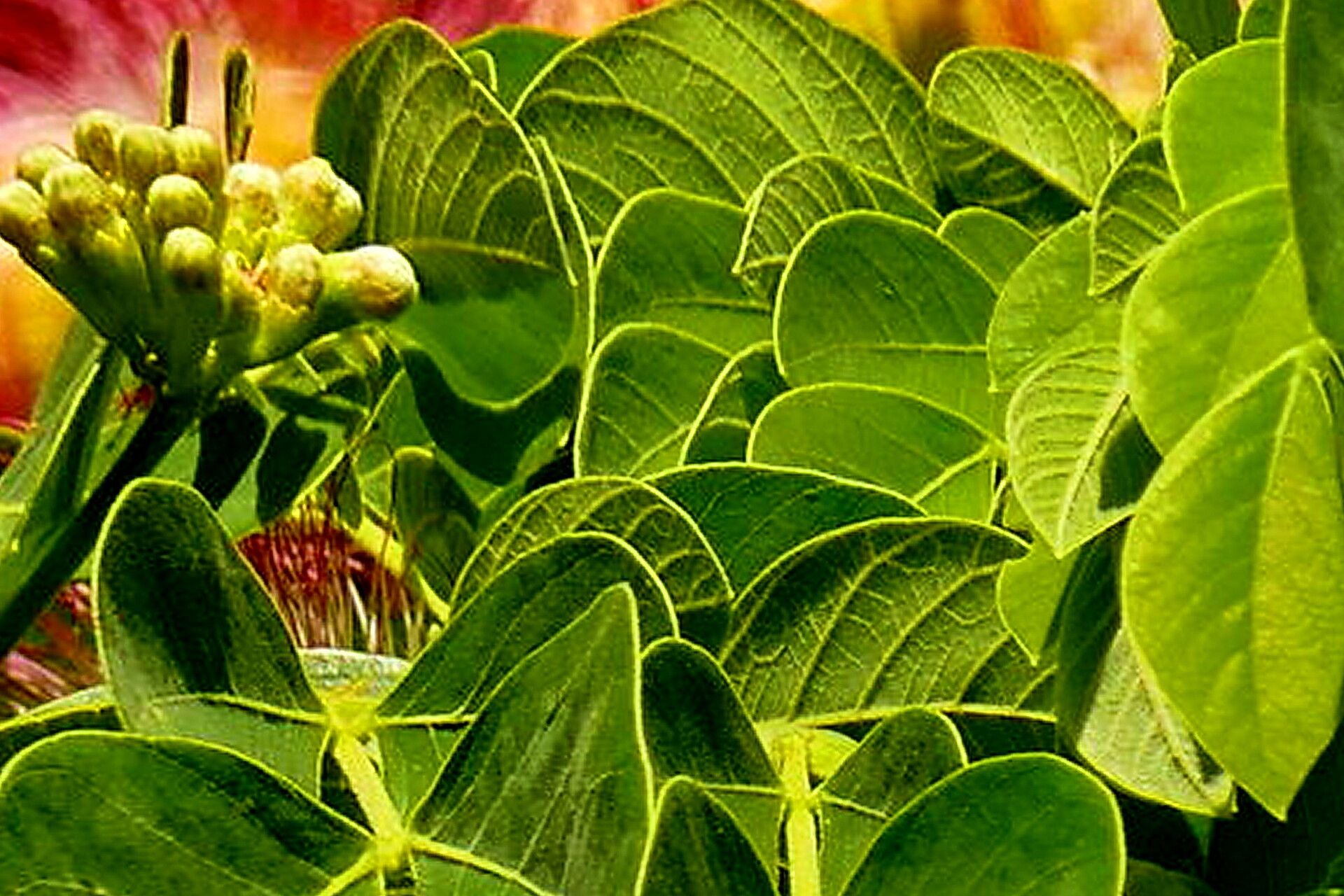Celosia floribunda flower