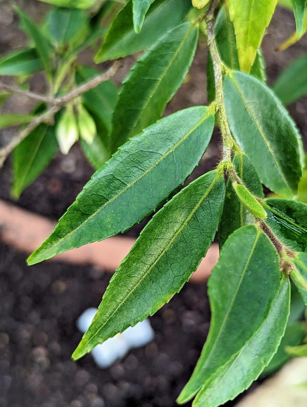 Camellia salicifolia leaf