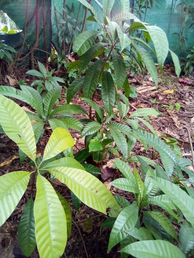 Gustavia augusta leaf