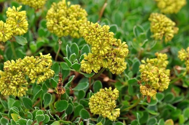 Phemeranthus brevifolius flower